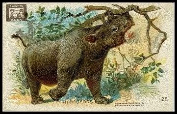 28 Rhinoceros
